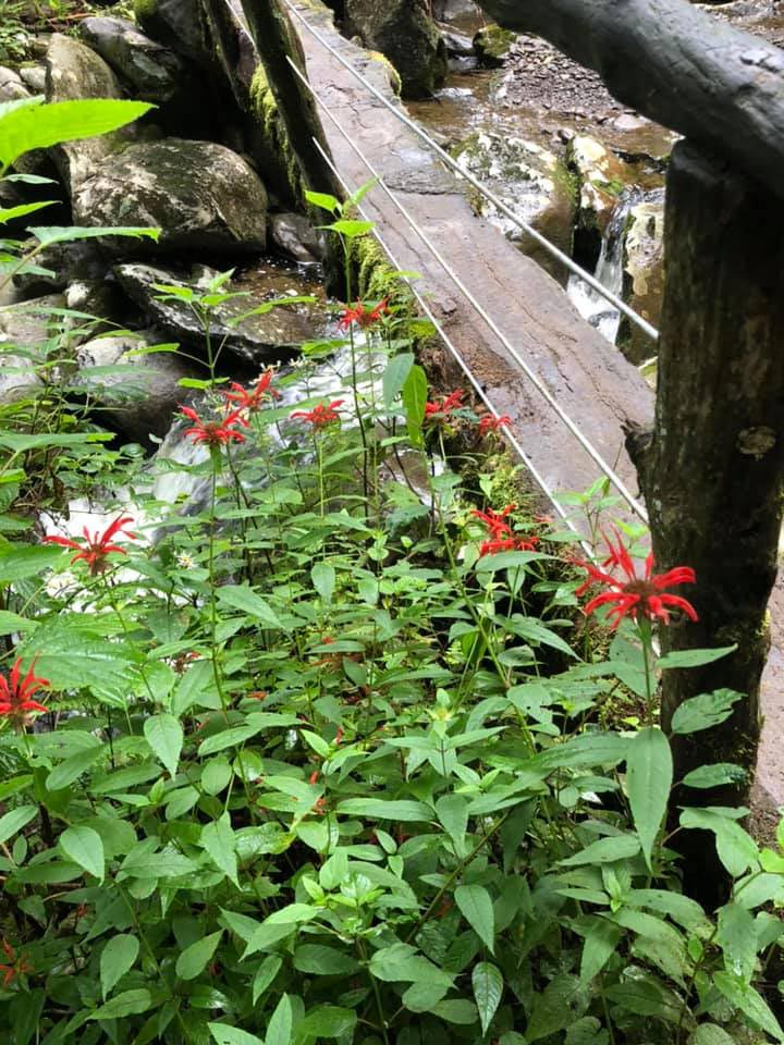 Ramsey Cascades Trail