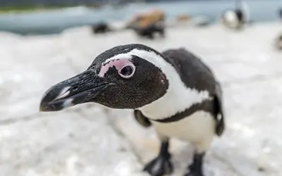 Pints & Penguins: Click for event info.