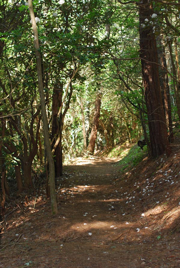 Gregory Ridge Trail (Gregory Bald)