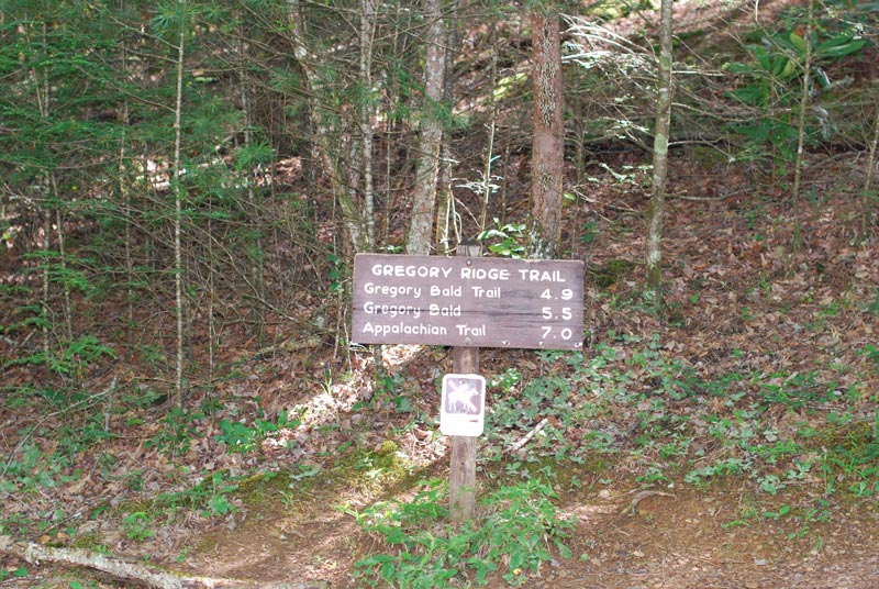 Gregory Ridge Trail (Gregory Bald)