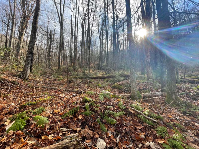 Lynn Camp Prong Trail