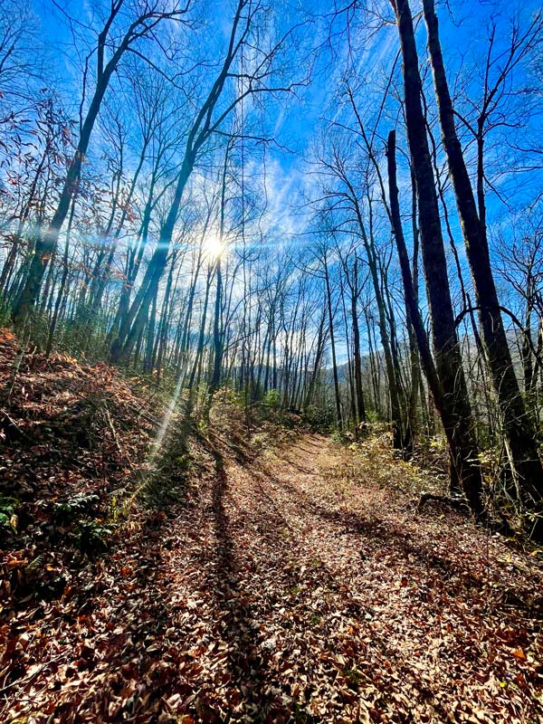 Lynn Camp Prong Trail