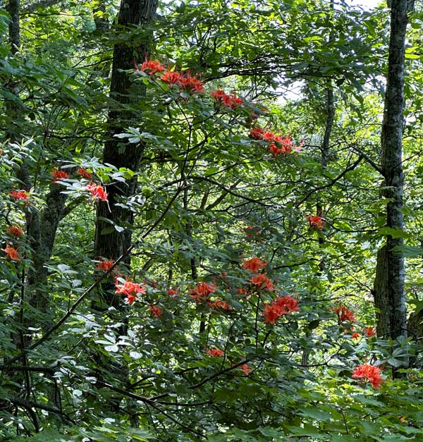 Flame azaleas on the AT Shuckstack Fire Tower via the AT