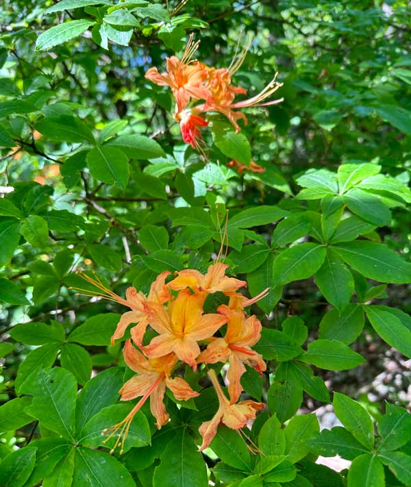 Flame azaleas on the AT Shuckstack Fire Tower via the AT