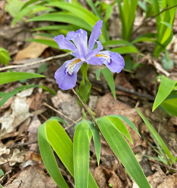Crested Dwarf Iris Huskey Gap Trail