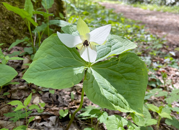 White Trillium Little River Trail