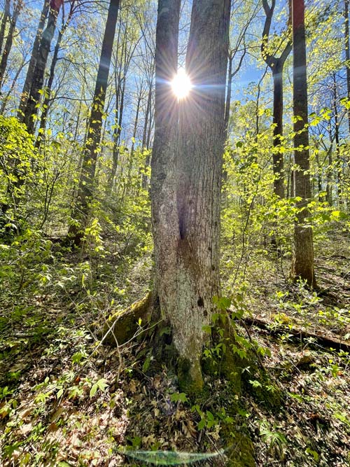 Swallow Fork Trail
