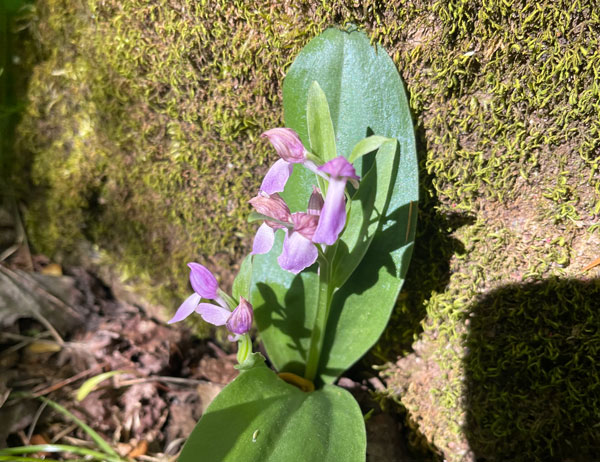 Baxter Creek Trail (Mt. Sterling)