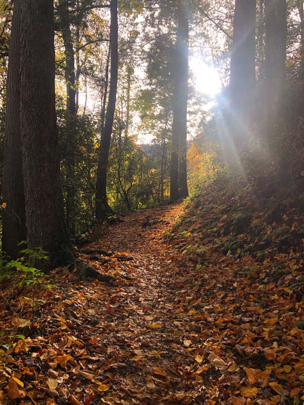October 25, 2020 Trillium Gap Trail (Grotto Falls, Mt. LeConte)