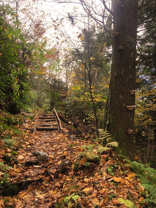Trillium Gap Trail (Grotto Falls, Mt. LeConte)