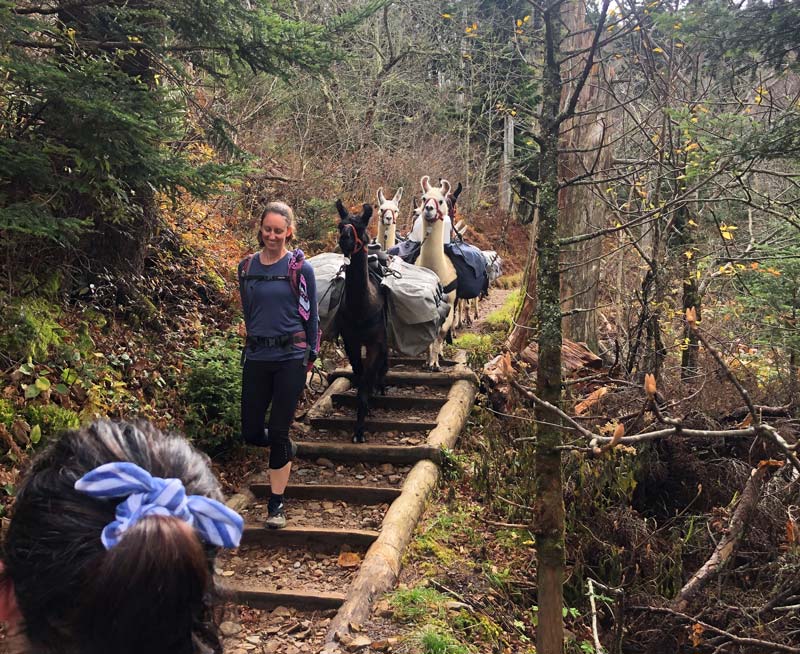 The pack llamas traveling the trail Trillium Gap Trail (Grotto Falls, Mt. LeConte)