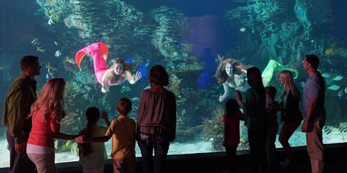 Ripley's Aquarium Mermaids