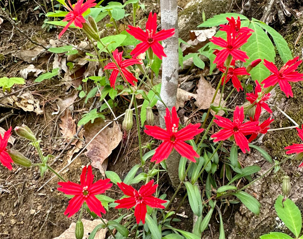 Fire pink Ace Gap Trail