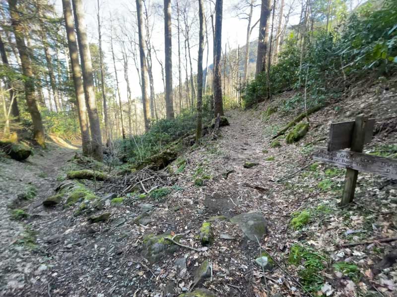 Albright Grove Loop Trail