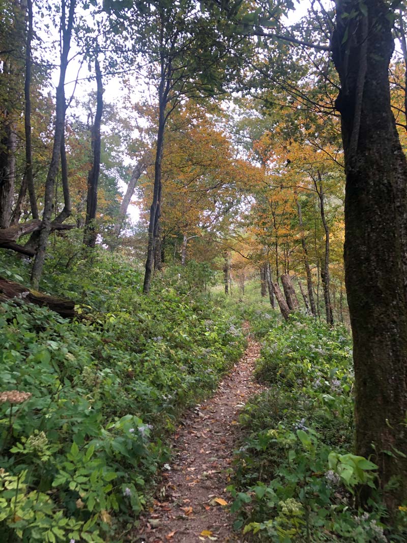 End of this portion of Low Gap - almost to the AT! Mt. Cammerer Trail via Low Gap + AT