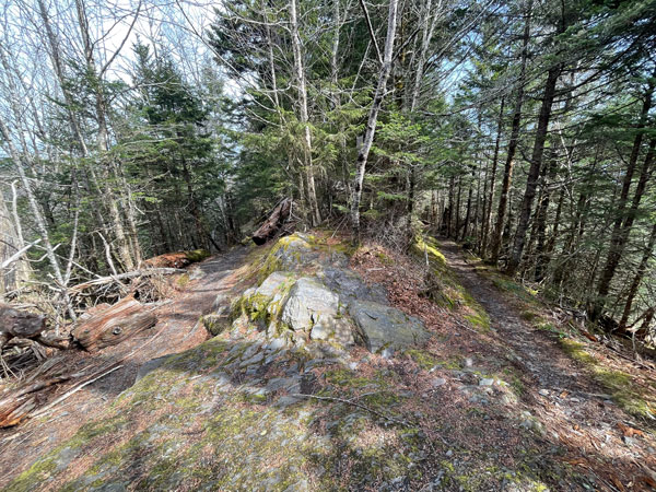 Anakeesta Knob Boulevard Trail (Mt. LeConte)
