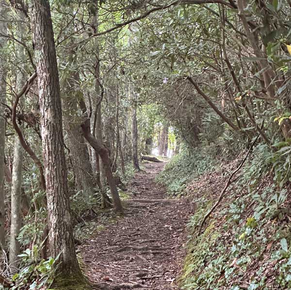 Anthony Creek Trail