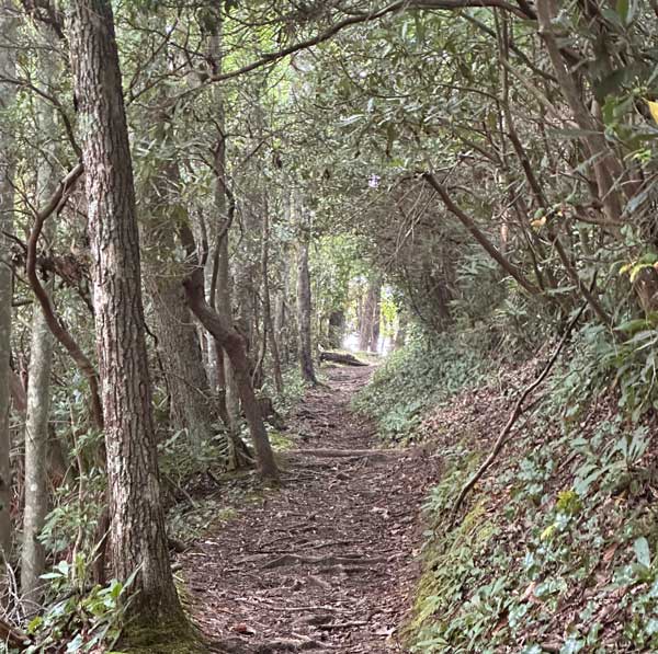 Anthony Creek Trail