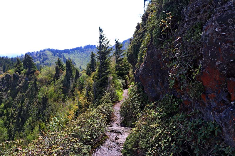 Section of the AT Charlies Bunion via Appalachian Trail