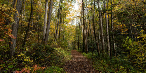 The Appalachian Trail near Fontana Lake