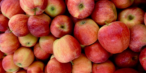 apples apples