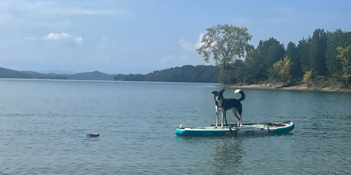Dog on a paddle board at Douglas Lake Dog on a paddle board at Douglas Lake