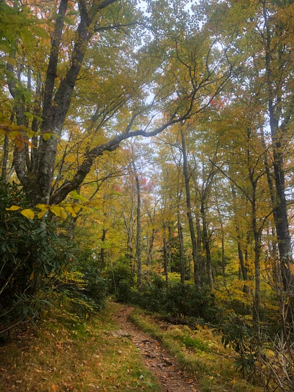 Starting to see some fall colors on the AT (October 2020) Mt. Cammerer Trail via Low Gap + AT