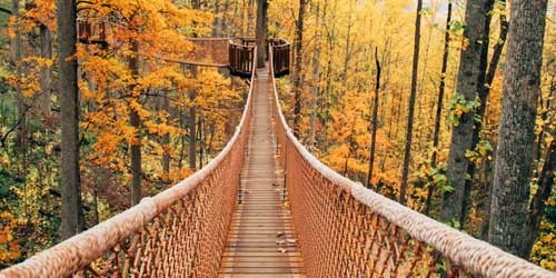 Autumn at Anakeesta: Click to visit page.