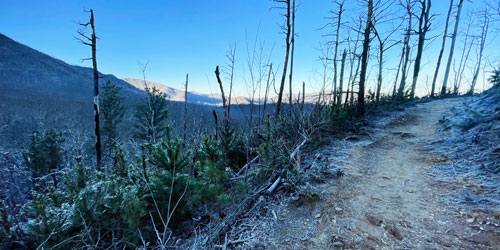 February 2021: new growth on Baskins Creek Trail February 2021: new growth on Baskins Creek Trail