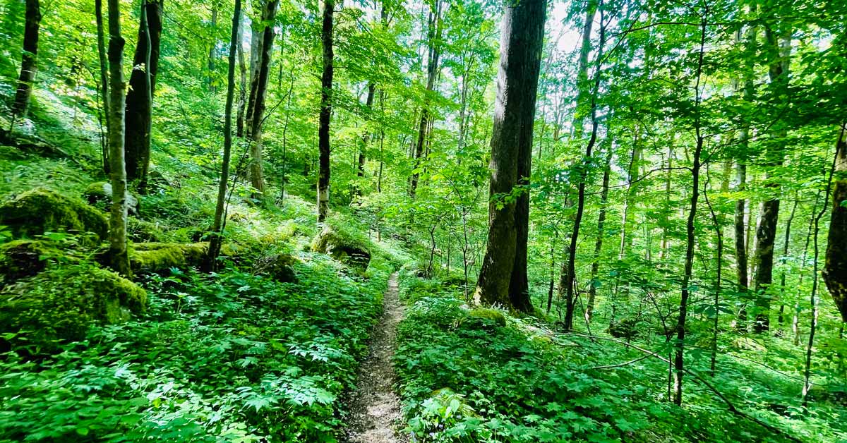 Baxter Creek Trail (Mt. Sterling)