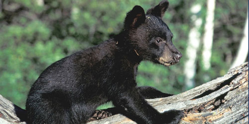 Smoky Mountain Wildlife: Click to visit page.