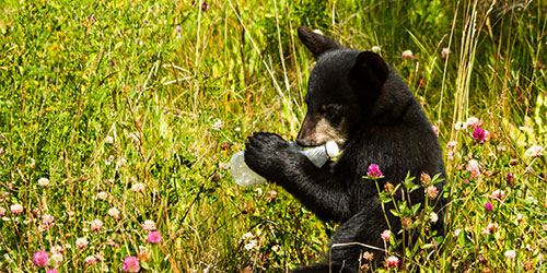 Black bear chewing on trash Black bear chewing on trash
