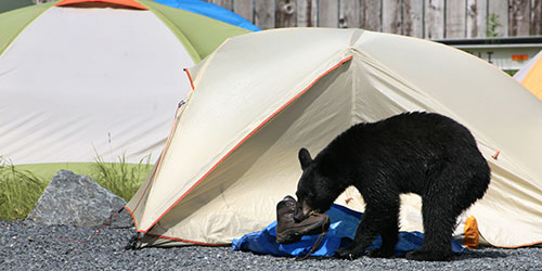 Bears In The Smoky Mountains Bears In The Smoky Mountains