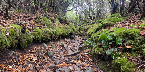 Brushy Mountain Trail (4.9 m): Click to visit page.