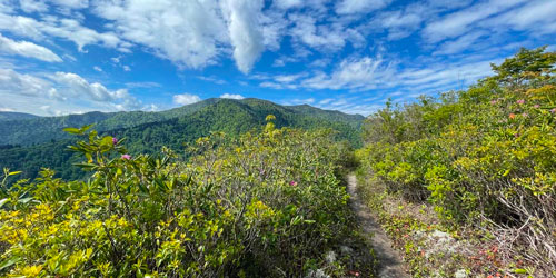 Brushy Mountain Trail: Click to visit page.