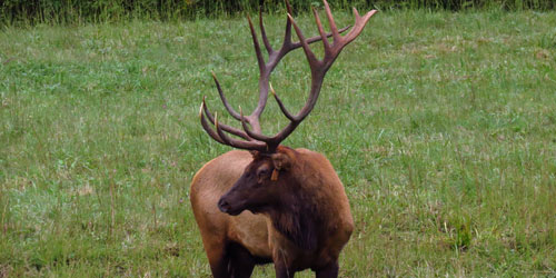 Elk Viewing
