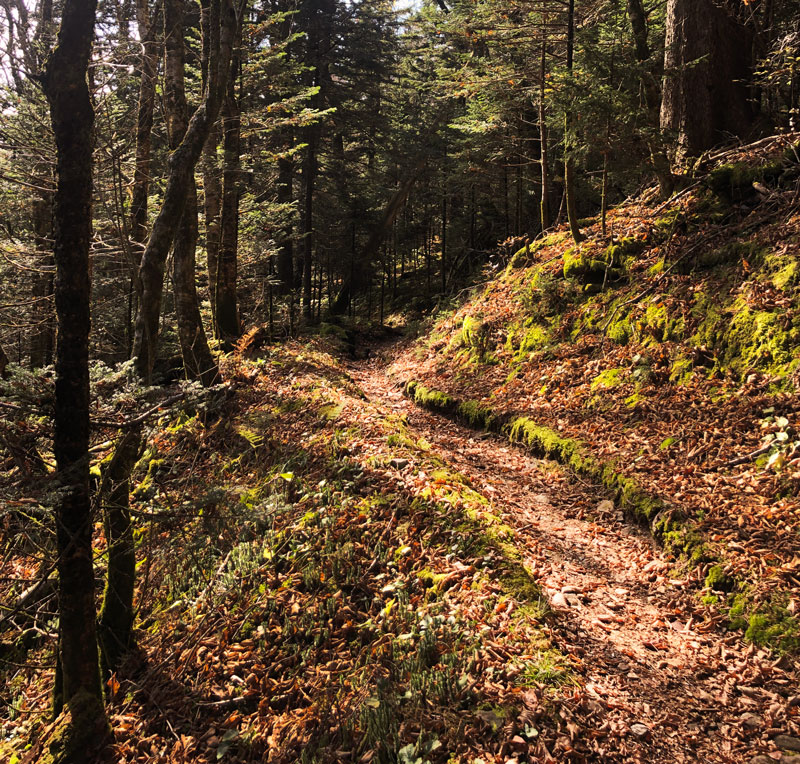 October 25, 2020 Bullhead Trail (Mt. LeConte)