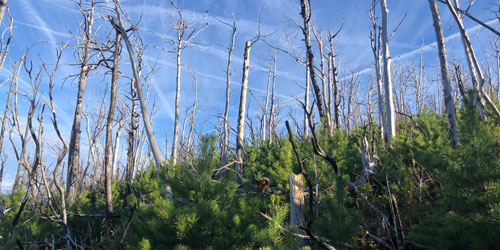 November 2020: new growth appearing on Bullhead Trail November 2020: new growth appearing on Bullhead Trail
