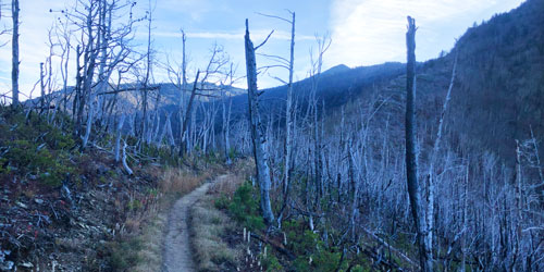 November 2020: burnt trees on Bullhead Trail November 2020: burnt trees on Bullhead Trail