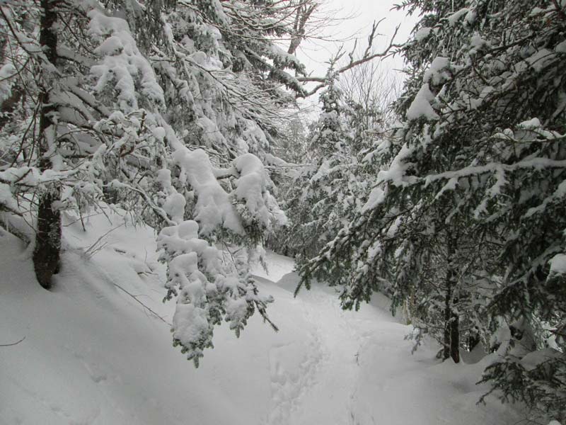 Bullhead Trail (Mt. LeConte)