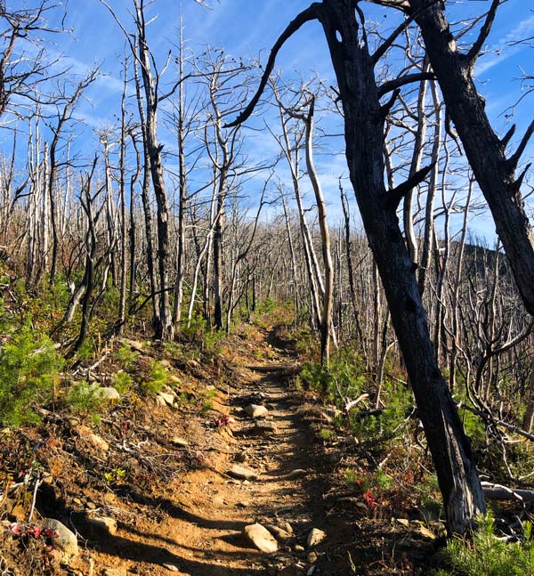 Bullhead Trail (Mt. LeConte)