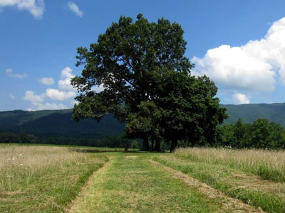 View of Cades Cove LeQuire Cemetery Overlook