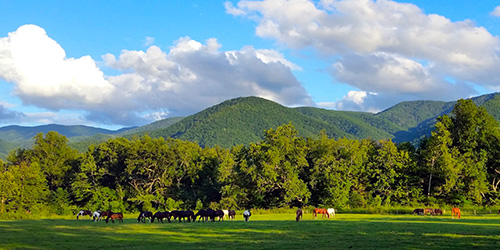 best horseback riding in pigeon forge