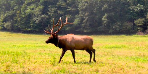 Elk viewing in Cataloochee