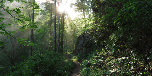 Chestnut Top Trail: Click to visit page.