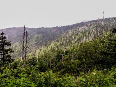 View of Clingmans Dome Parking Area
