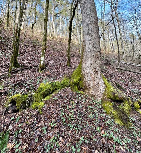 Cooper Road Trail
