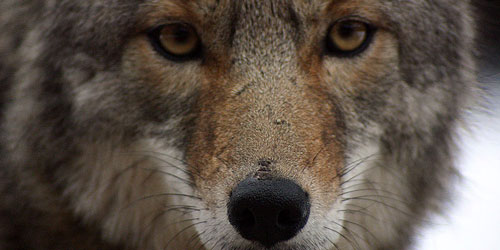 Coyote closeup by Christopher Bruno