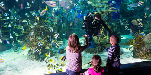 Ripley's Aquarium of the Smokies: Click to visit page.