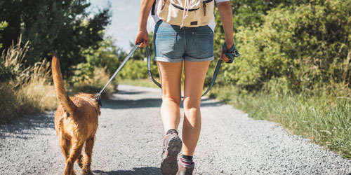 Dog walking on a leash Dog walking on a leash